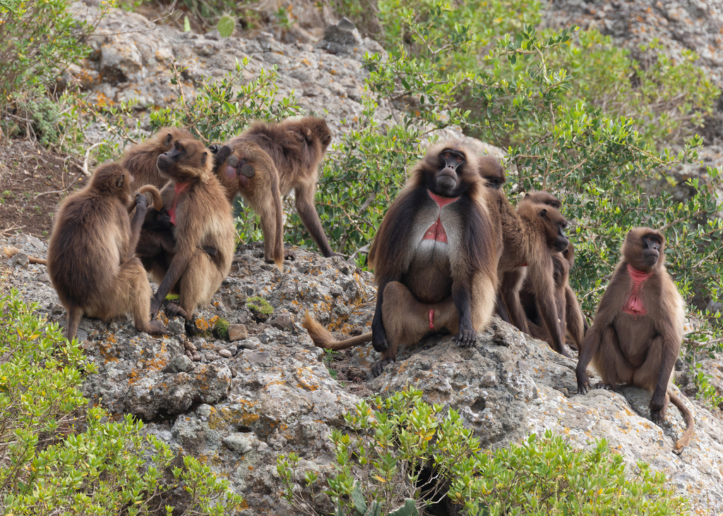 Gelada