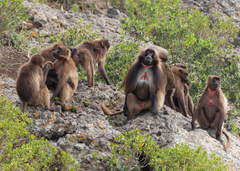 Gelada photo 1