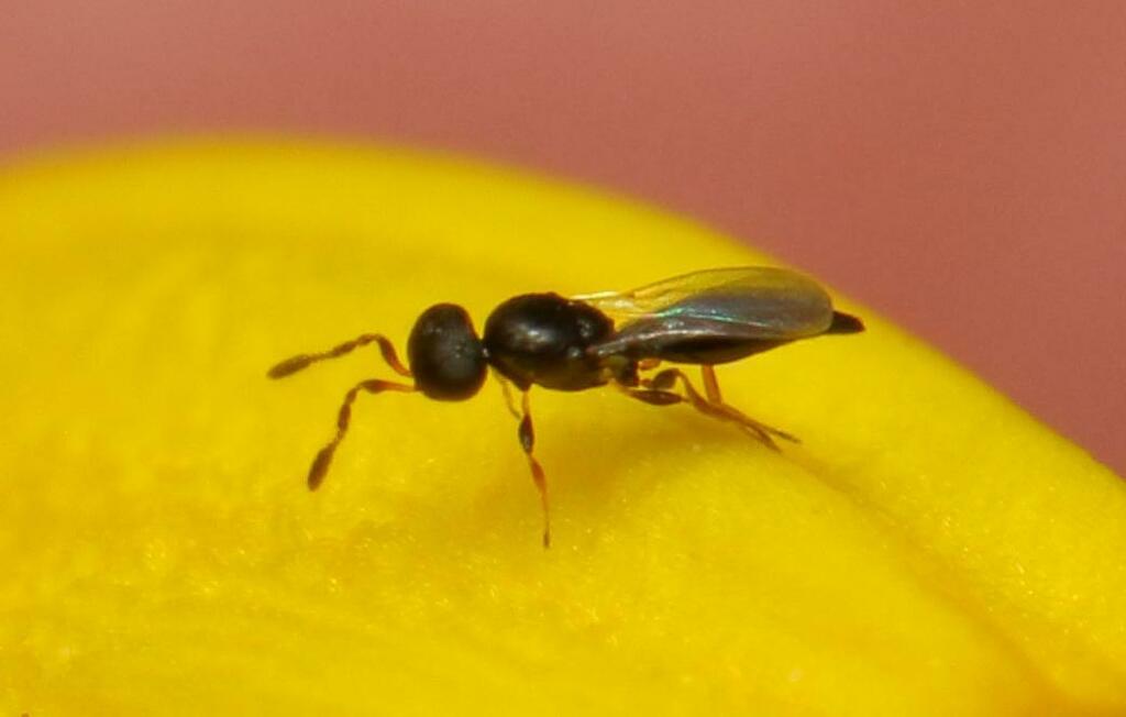 Acerotella
