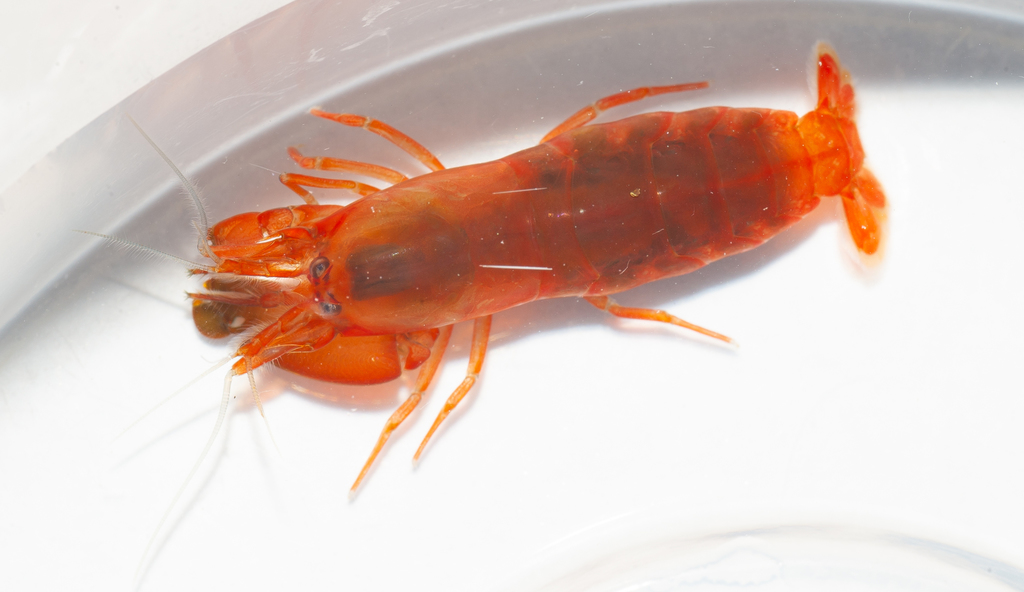Synalpheus dominicensis