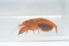 Synalpheus dominicensis