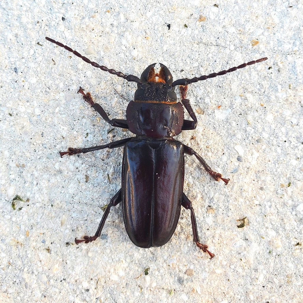 Hardwood Stump Borer