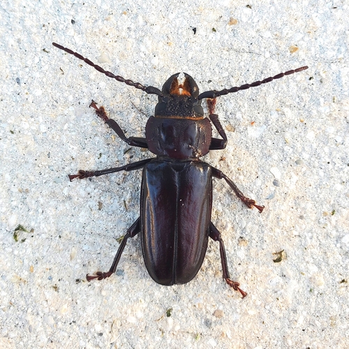 Hardwood Stump Borer