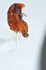 Synalpheus dominicensis