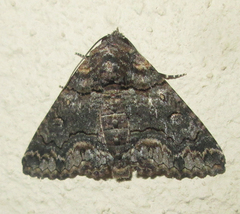 Pericyma atrifusa