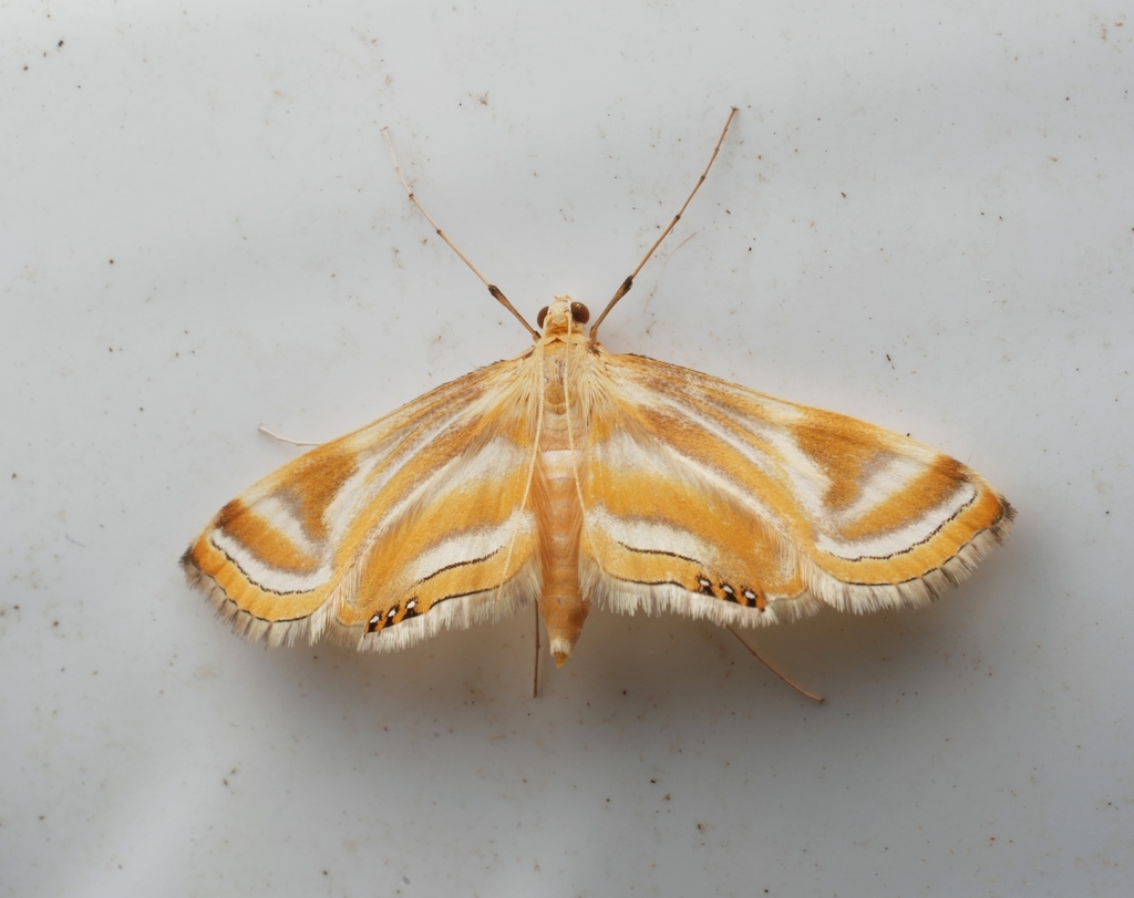Eoophyla evidens