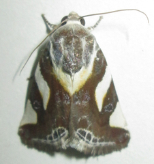 Acontia trimaculata