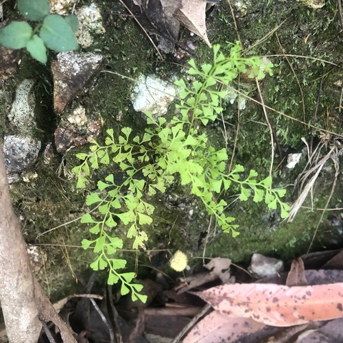 Lindsaea microphylla (Lindsaea microphylla)
