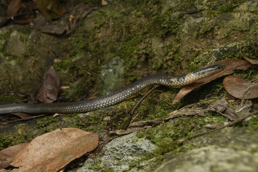 Hong Kong Dwarf Snake