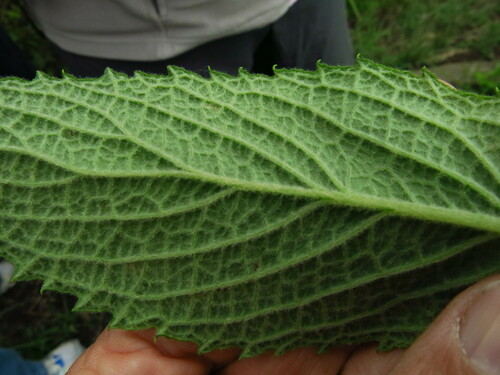 Image of Hilliardiella flanaganii by no rights reserved