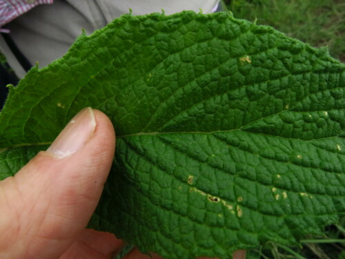 Image of Hilliardiella flanaganii by no rights reserved