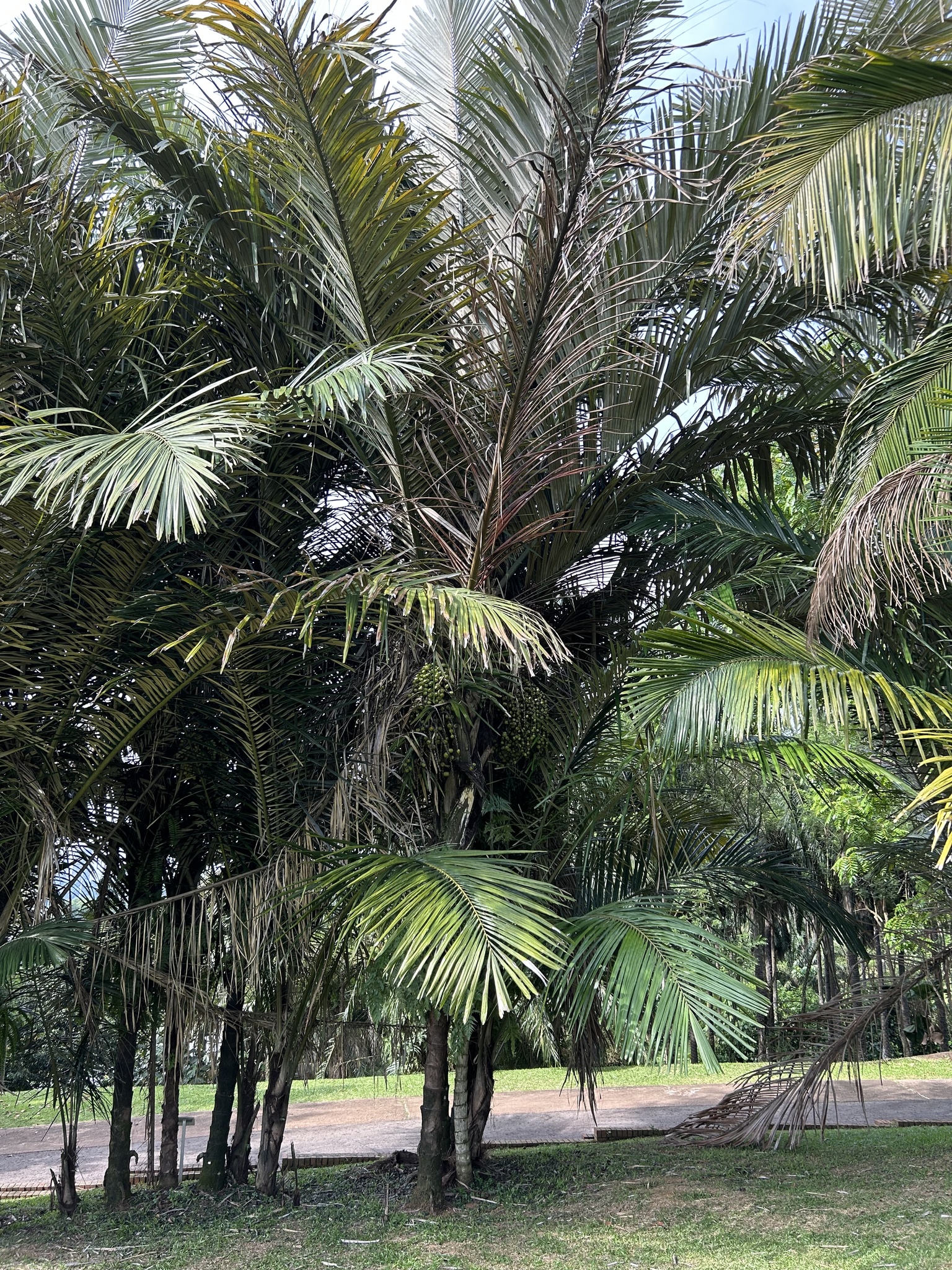 Imagem de Palmeira-sagu