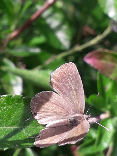 Cacyreus marshalli
