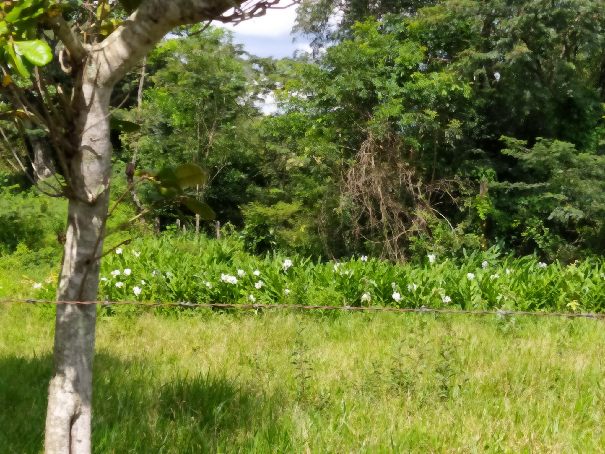 Hedychium coronarium