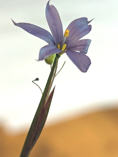 Image of Sisyrinchium mucronatum by (c) Alison Northup, some rights reserved (CC BY)