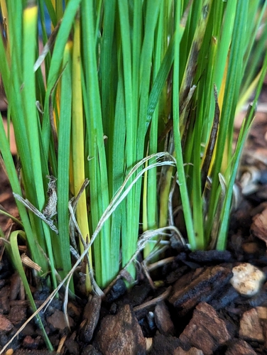 Image of Sisyrinchium mucronatum by (c) Alison Northup, some rights reserved (CC BY)