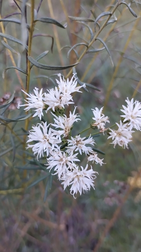 Image of Vernonanthura nudiflora by no rights reserved