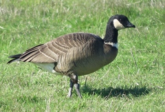Branta hutchinsii leucopareia