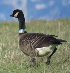 Branta hutchinsii leucopareia
