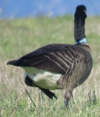 Branta hutchinsii leucopareia