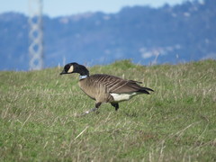 Branta hutchinsii leucopareia