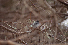 Junco hyemalis image