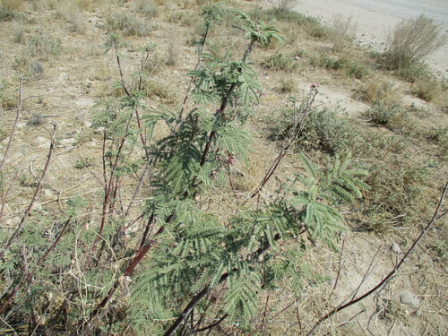 Image of Gelrebia rubra by no rights reserved