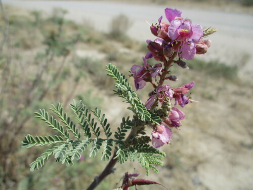 Image of Gelrebia rubra by no rights reserved