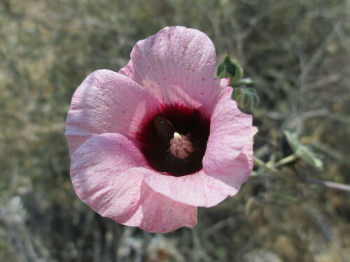 Image of Gossypium anomalum by no rights reserved
