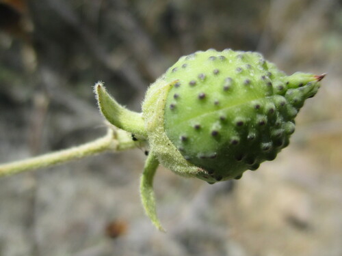 Image of Gossypium anomalum by no rights reserved