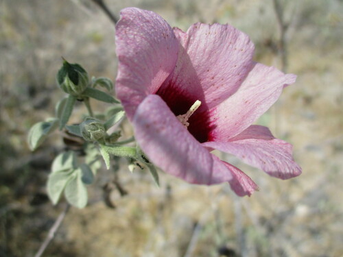 Image of African Wild Cotton (Gossypium anomalum) by no rights reserved