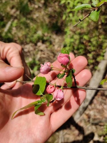 Image of Malus coronaria by (c) kwask, some rights reserved (CC BY)
