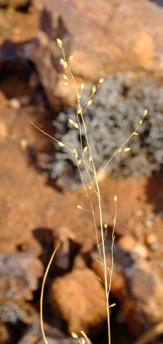 Tricholaena capensis