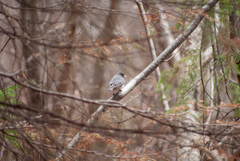 Junco hyemalis image
