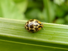 Harmonia antipoda