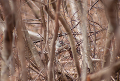 Junco hyemalis image