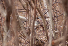 Junco hyemalis image