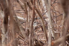 Junco hyemalis image