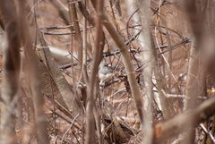 Junco hyemalis image