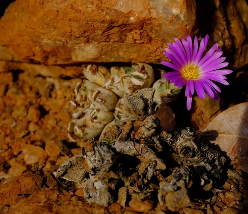 Conophytum marginatum