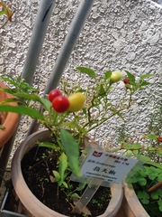 Capsicum annuum conoides
