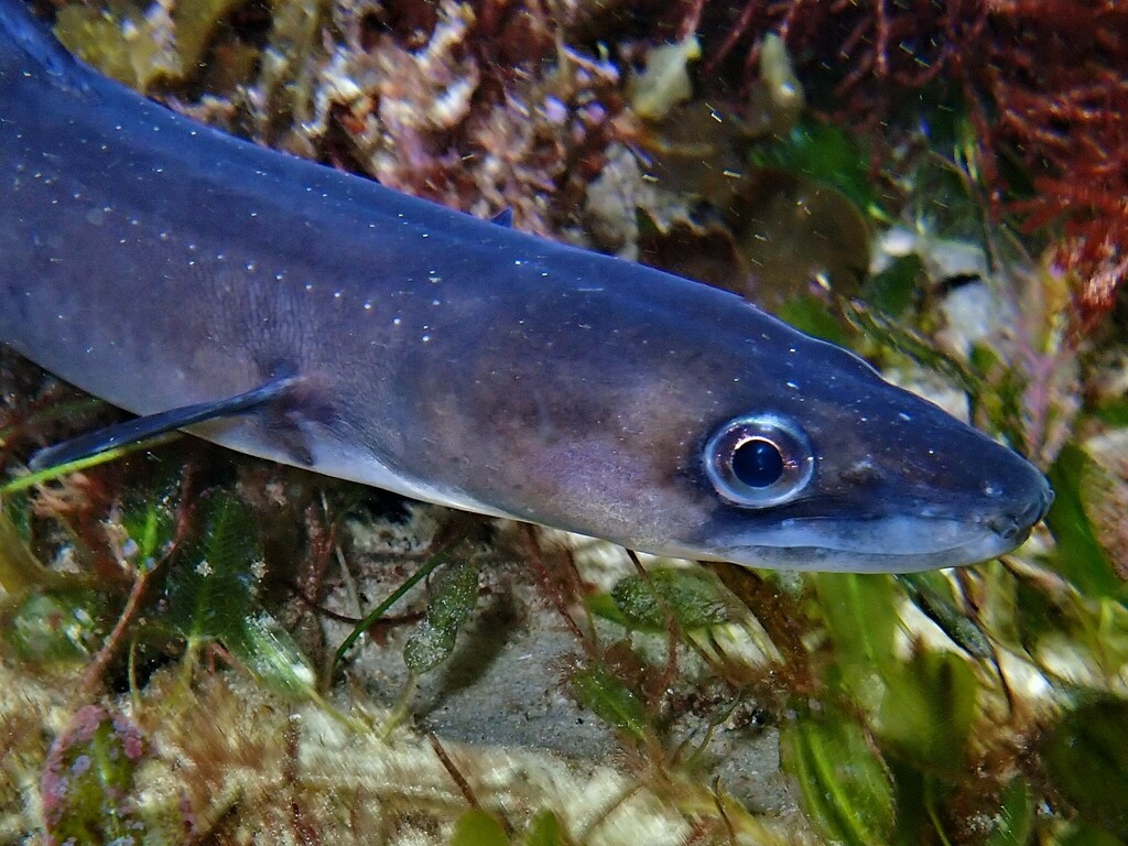 Cape Conger