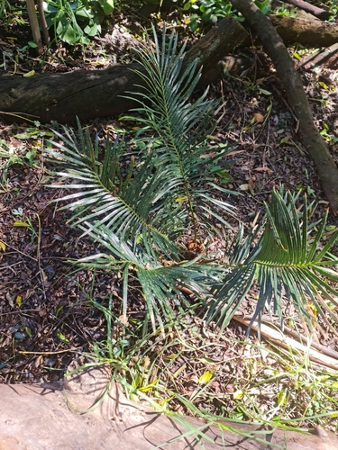Panzhihua Sago Palm (Cycas panzhihuaensis)