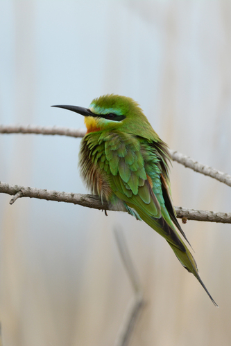 Abejaruco persa (Merops persicus)