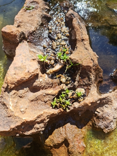 Slab Stonecrop