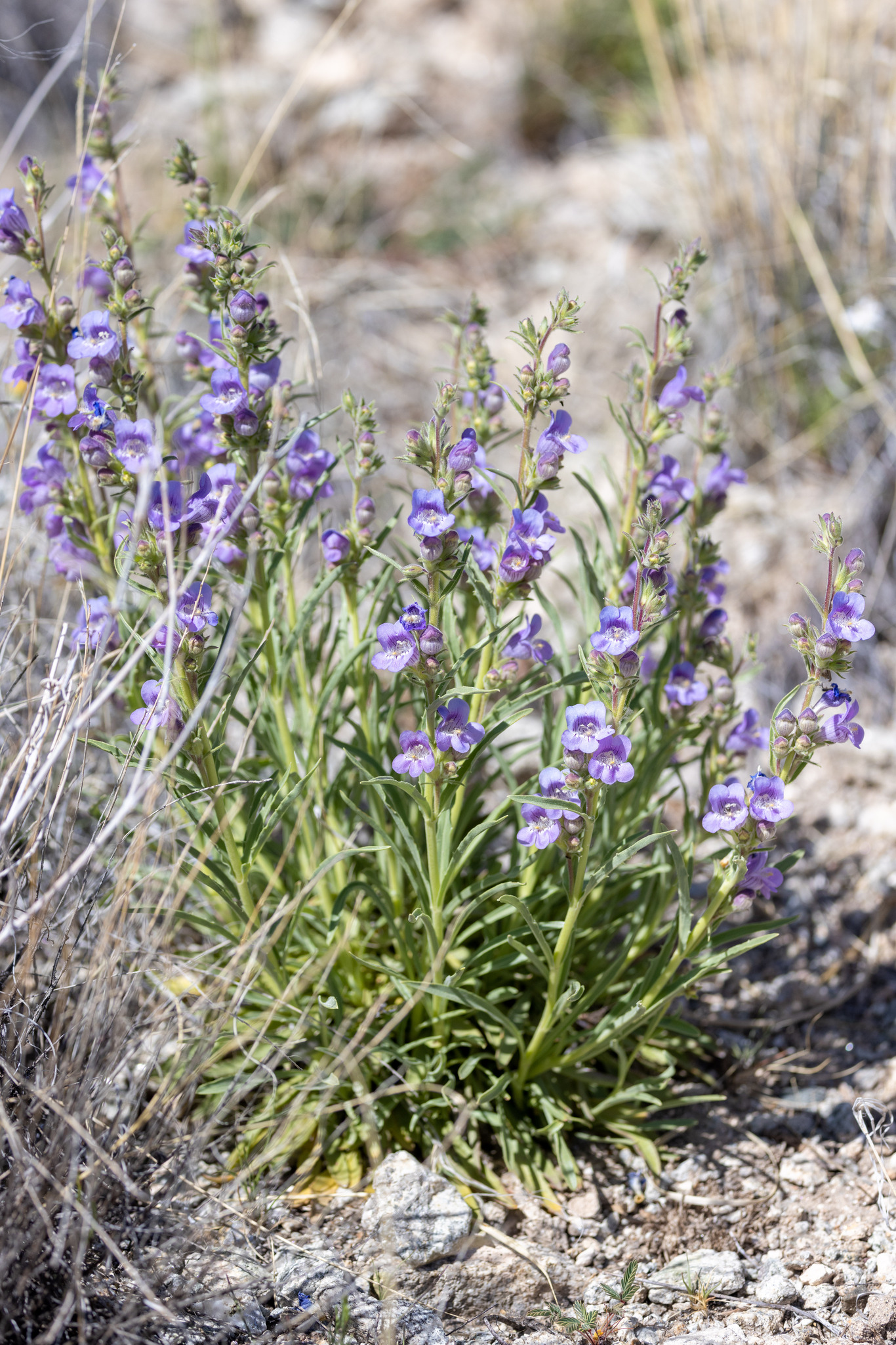 Penstemon jamesii
