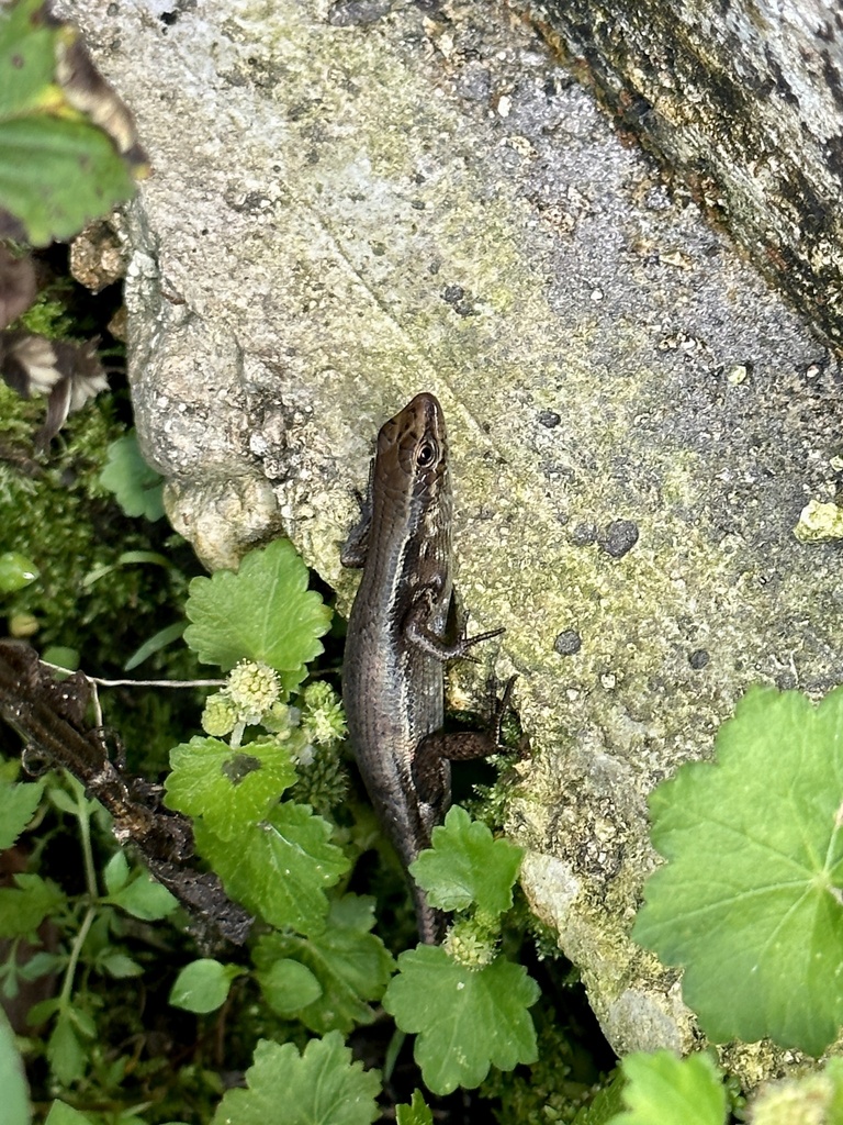 Enigmatic Rainbow Skink