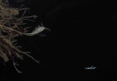 Coryphella cooperi