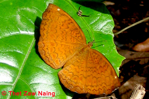Common Castor Butterfly