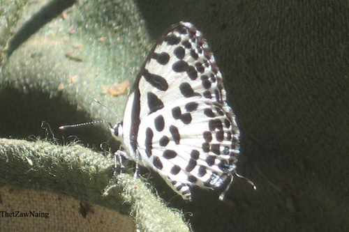 Continental Common Pierrot